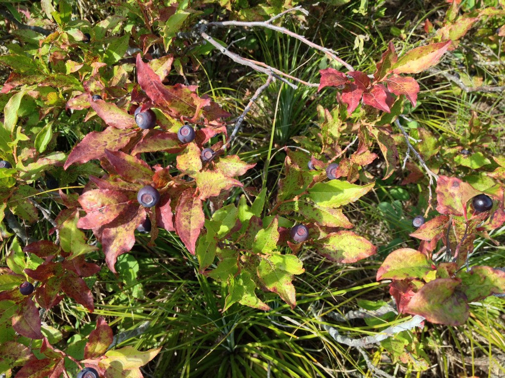 ... and wild blueberries too