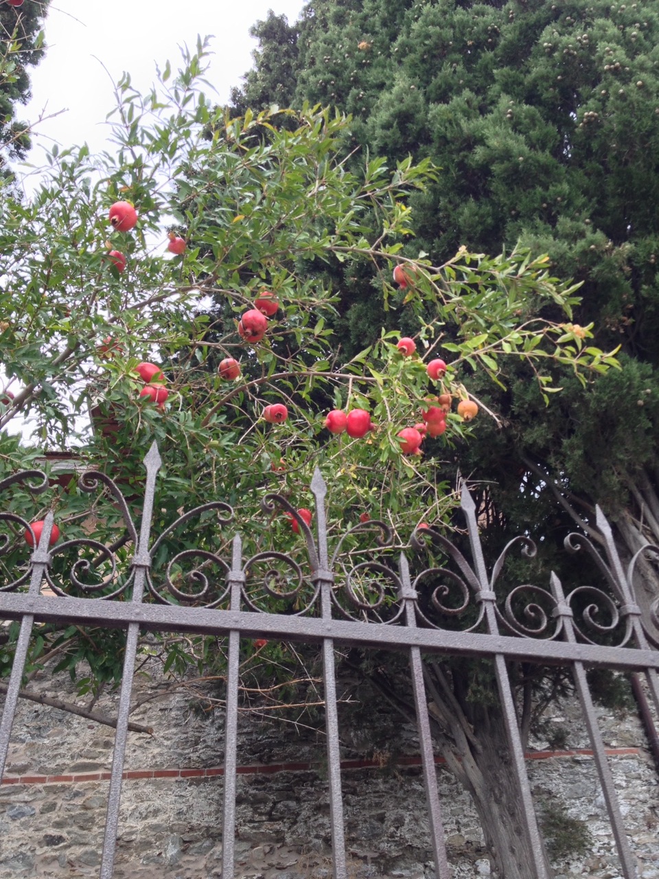 Festive pomegranates