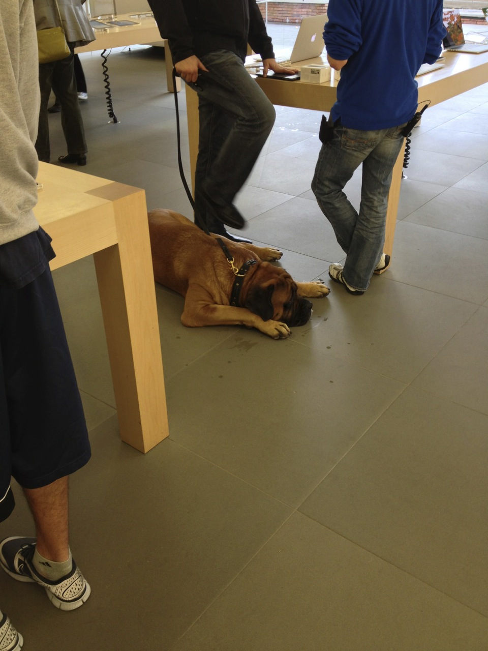 Dog's life (at the Apple store)