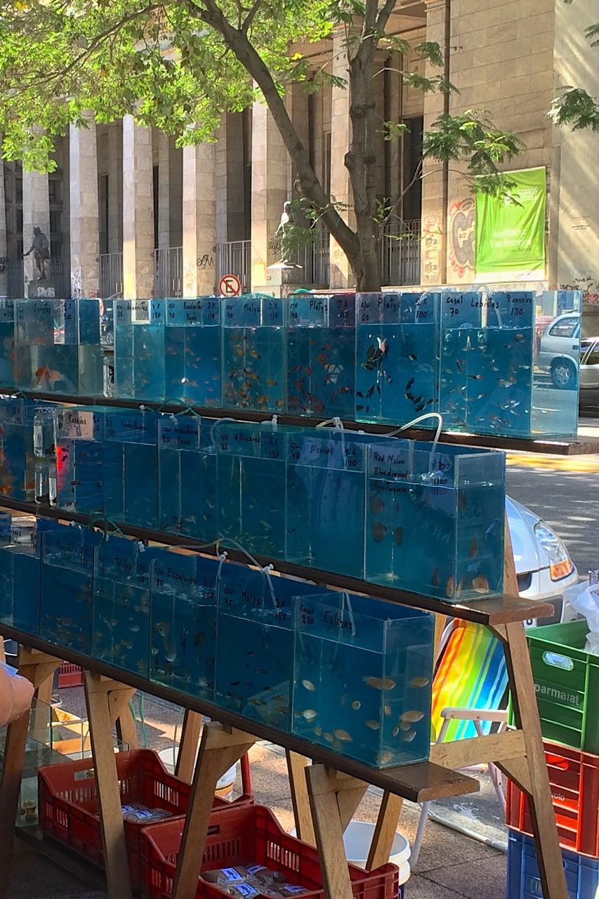 Judging by number of stalls, Montevideans love aquarium fish