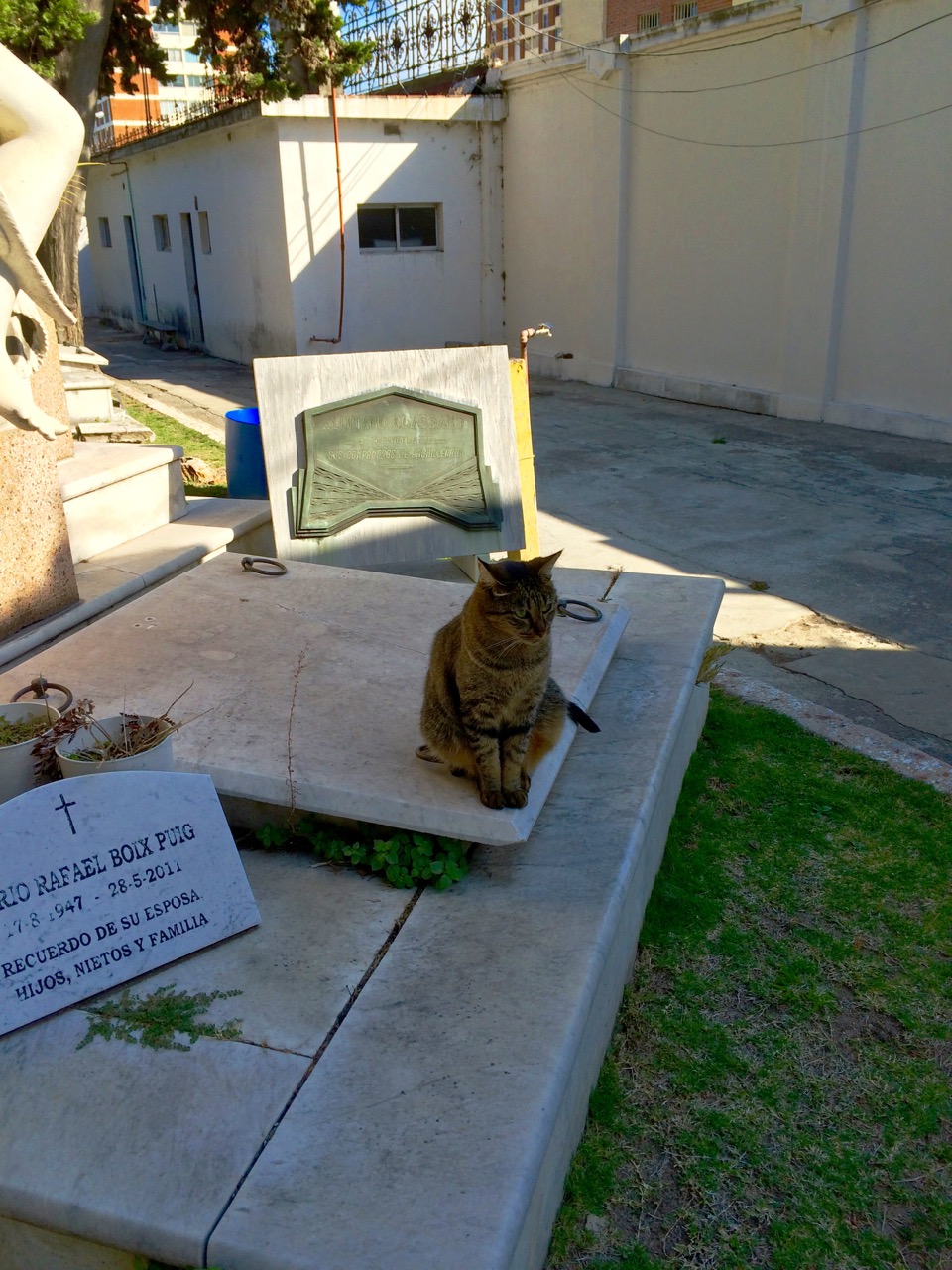 Speaking of cemetery cats