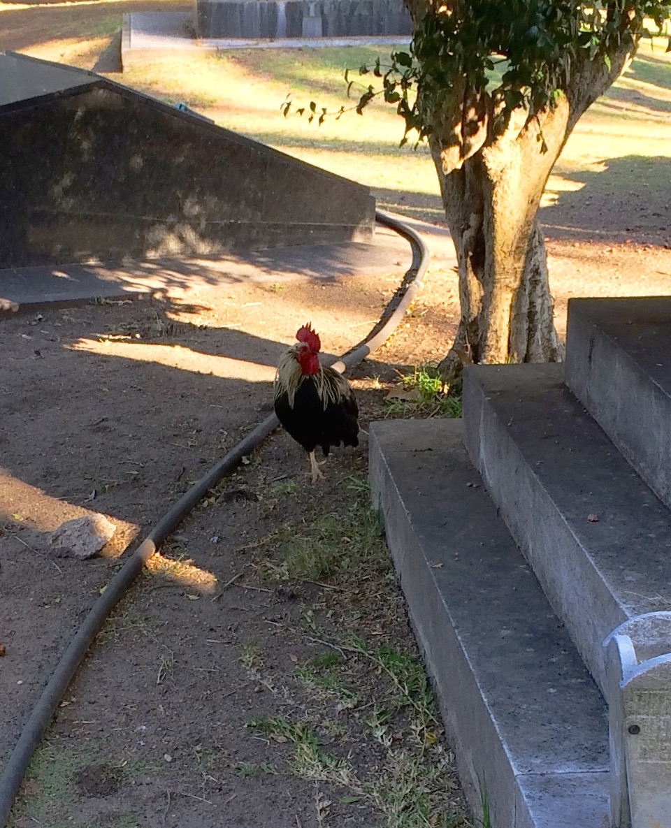The rooster though did not allow to get closer