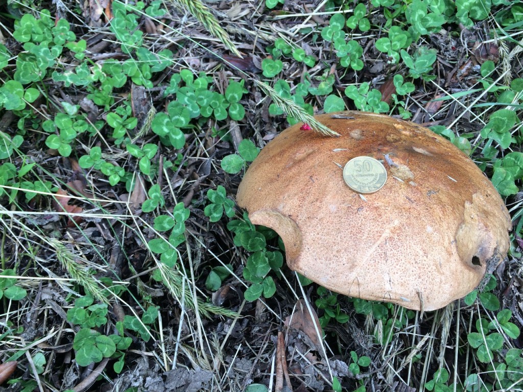 Enormous mushroom