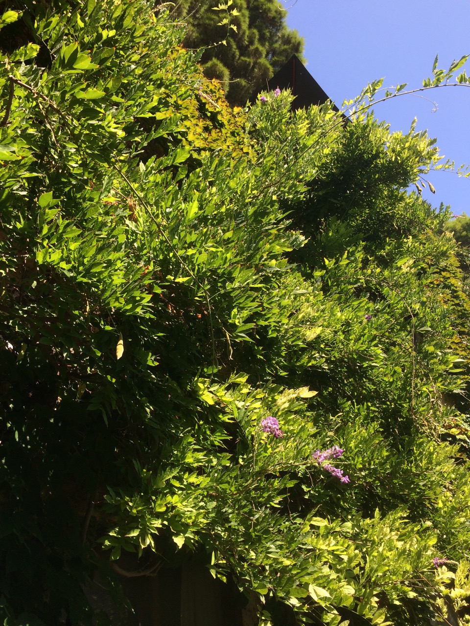 The house is hiding behind this greenery