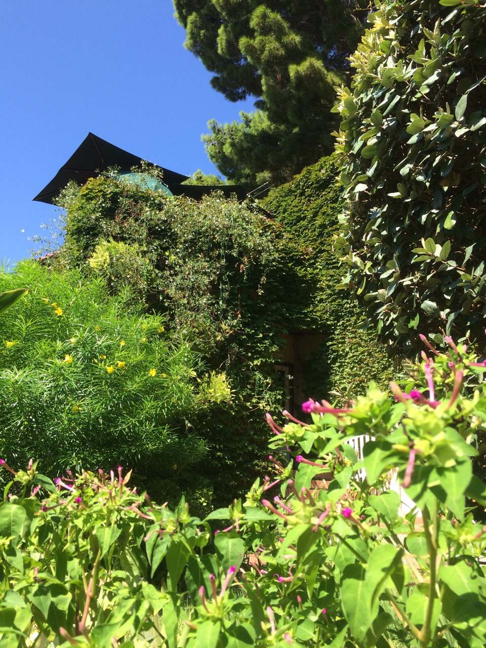 Our house is hidden behind this greenery