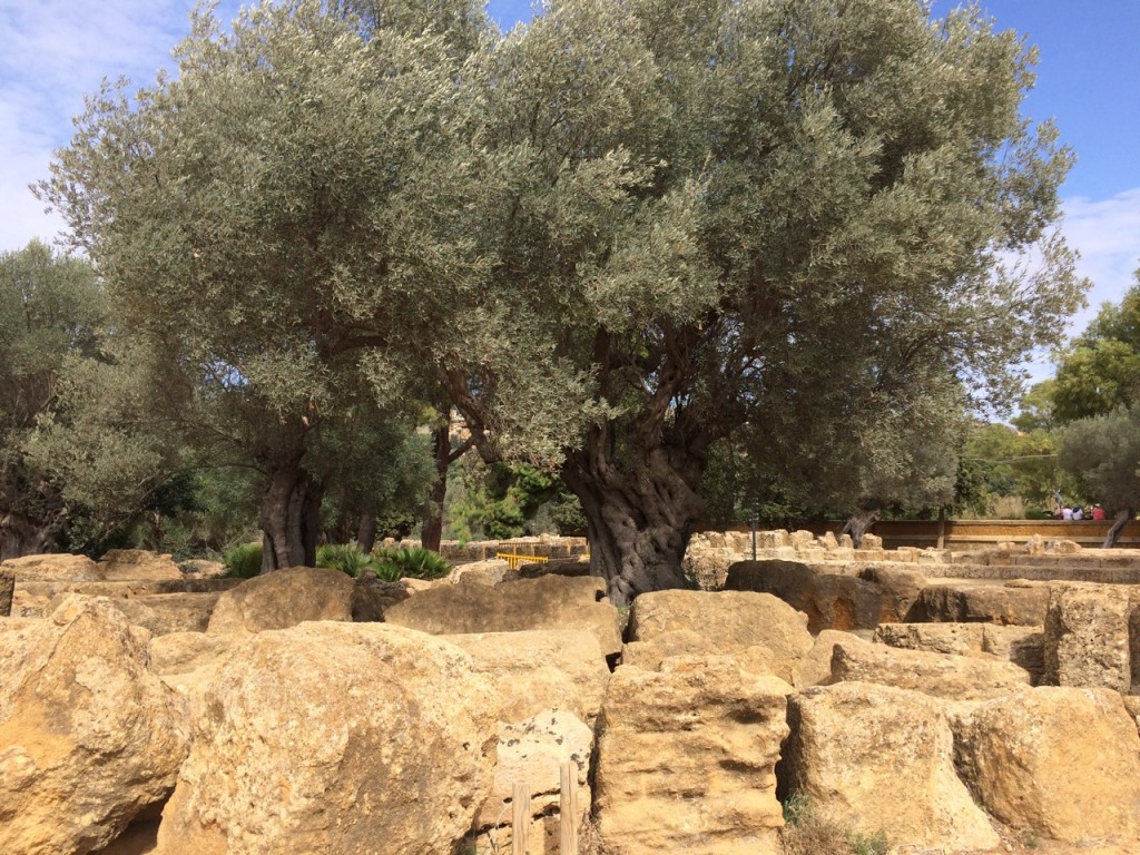 Old olive trees