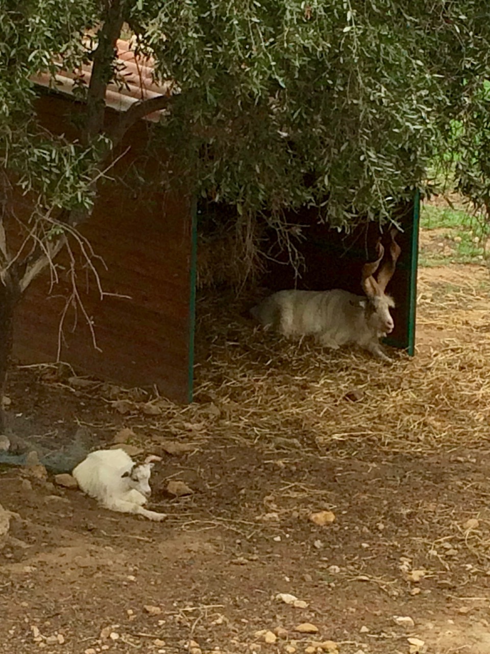 The Girgentana goats