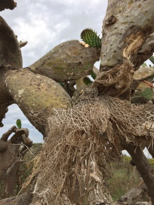 Siciclian cactuses