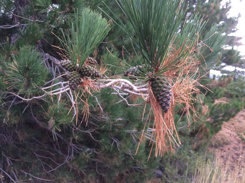 Sicilian pines