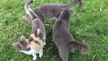 Cats of Limassol