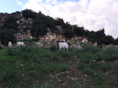Cyprus goats