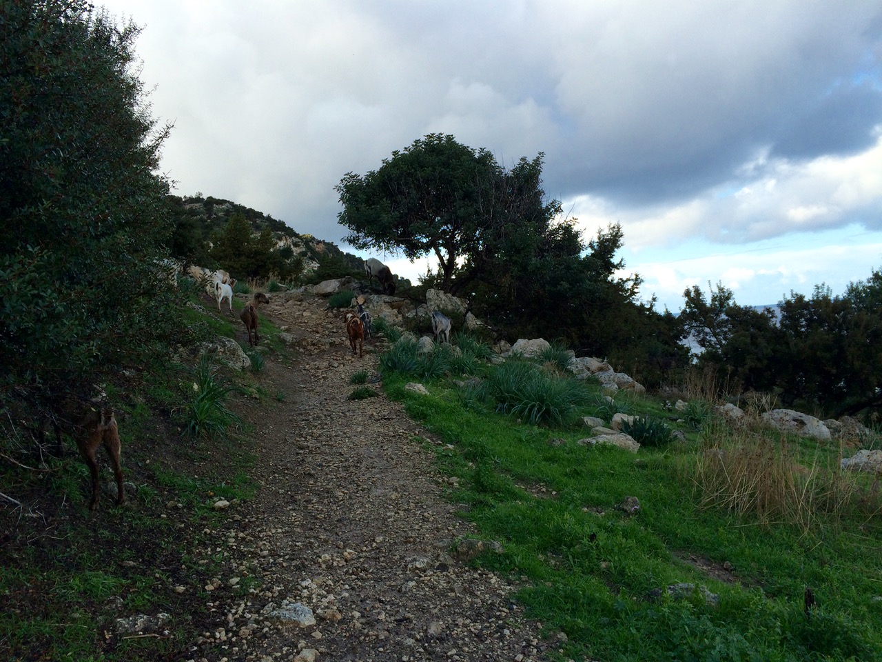 Goats of Cyprus