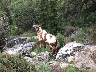 Cyprus goats