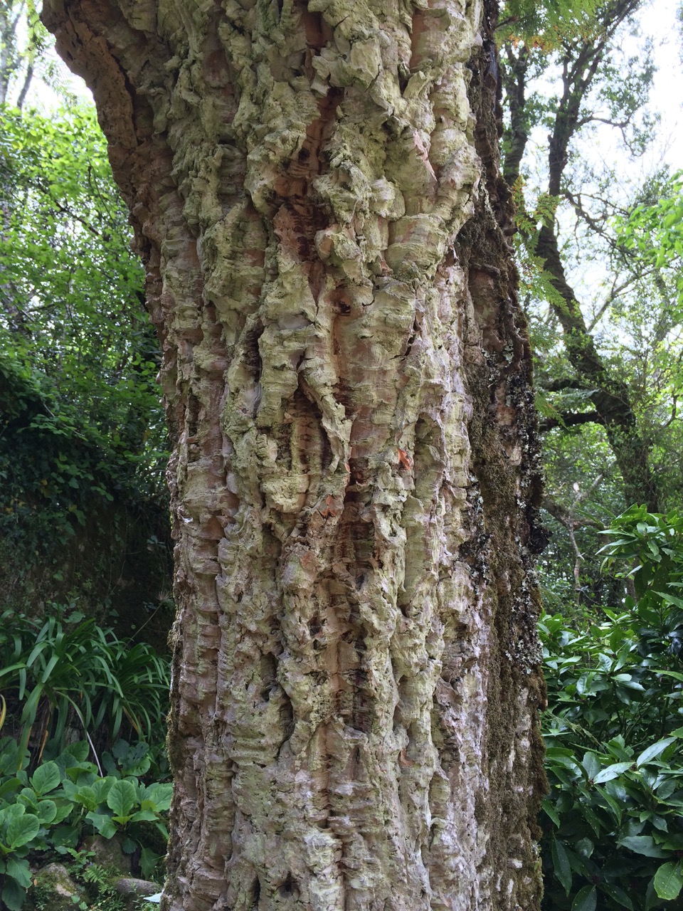Cork Oak