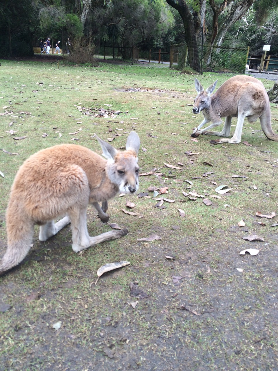 Kangaroos at Caversham Wildlife Park