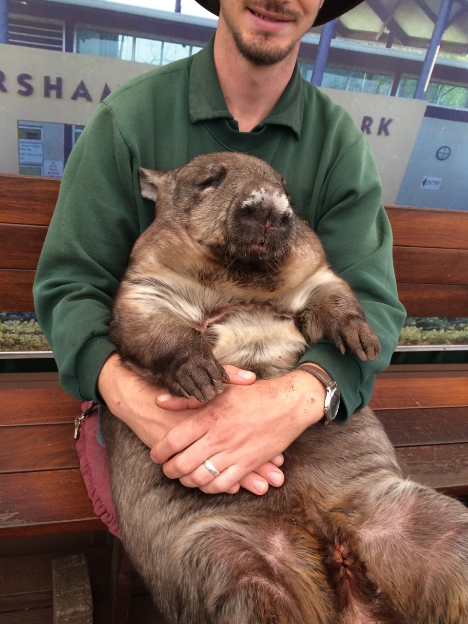 Wombat at Caversham Wildlife Park