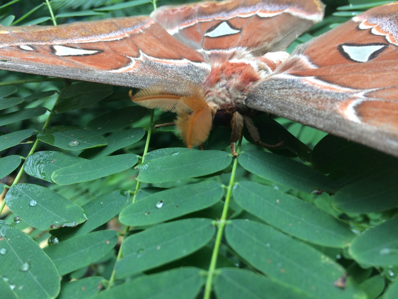 Look at the atlas moth wings, they can be confused with snake heads :  r/interestingasfuck