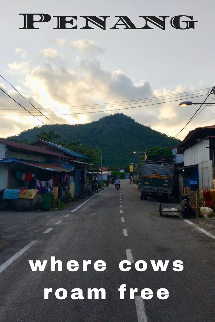 Penang Where Cows Roam Free