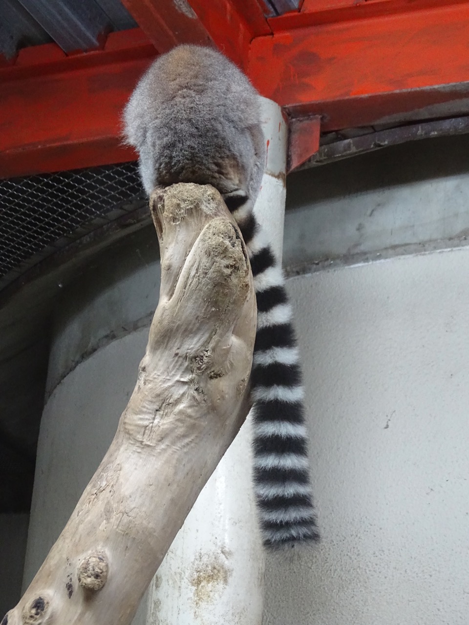 Lemur at Taipei Zoo