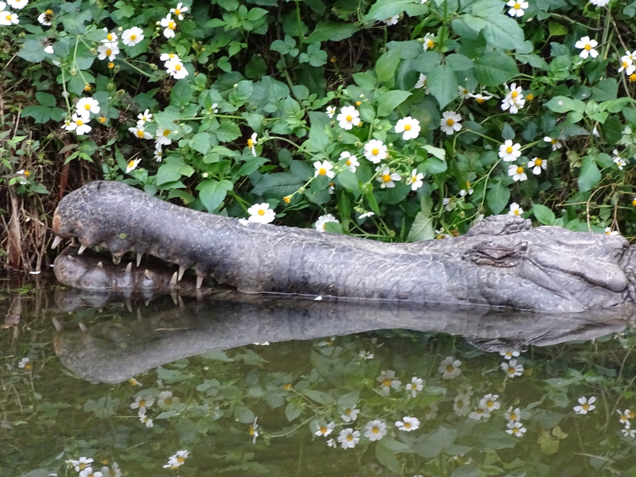 Crocodile at Taipei Zoo