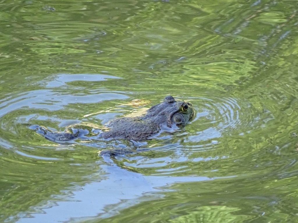 East Asian bullfrogs