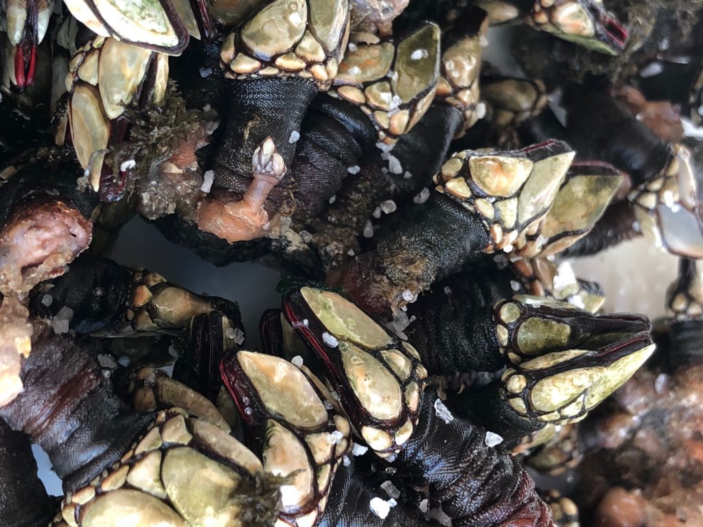 Gooseneck Barnacles