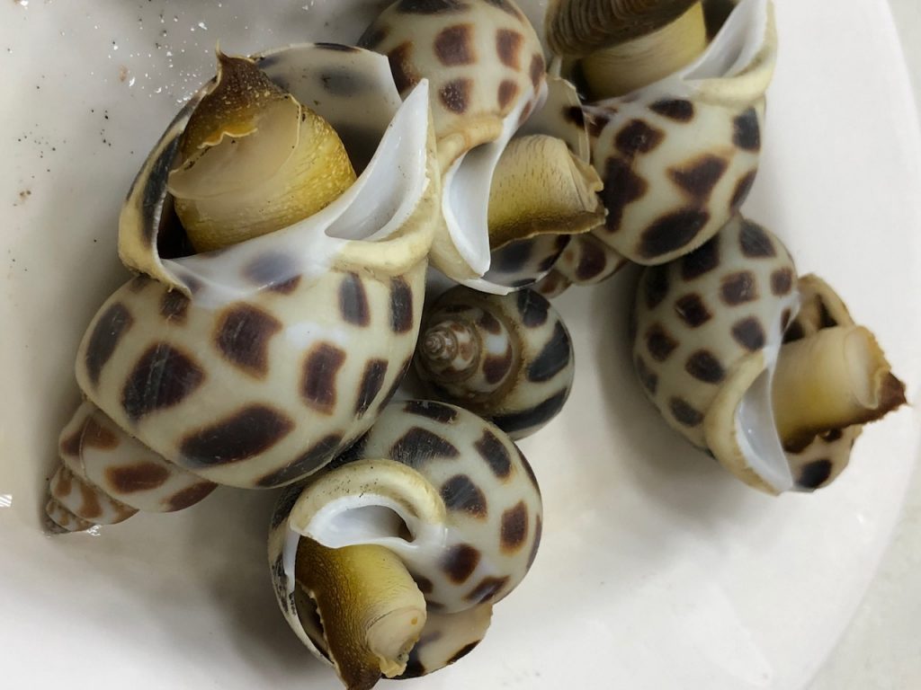 Sea Snails