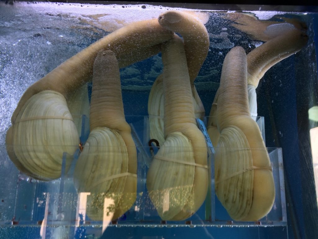 Geoduck