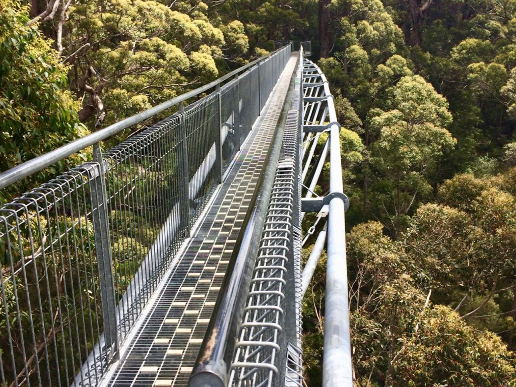 Tingle Treetop Walk