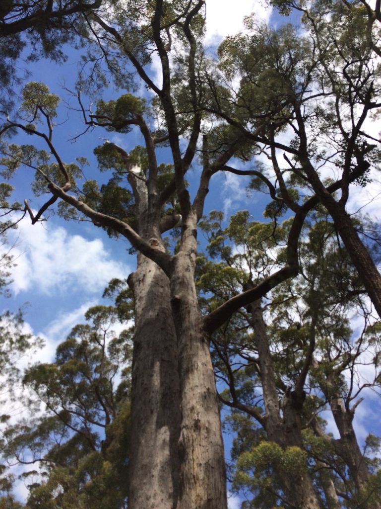 Red Tingle trees