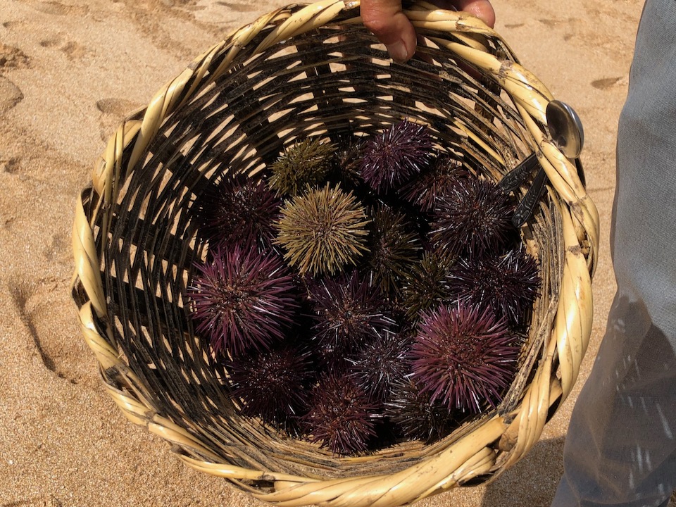 Sea urchins