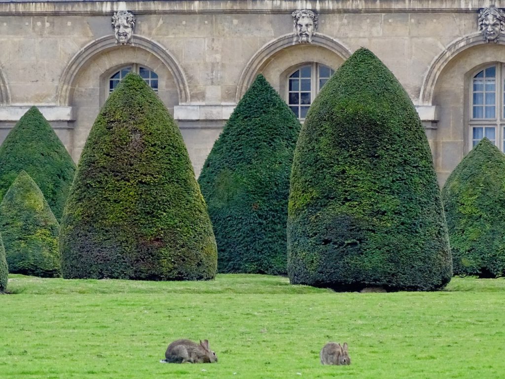 Bunnies In The Invalides Garden