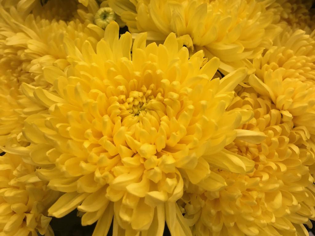 Tet Chrysanthemums