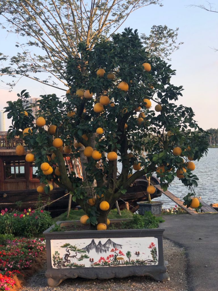 Tet Orange Tree